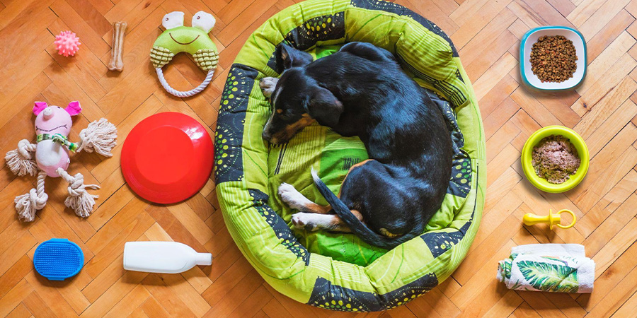 Cu les son los mejores productos para perros en stock en 2022