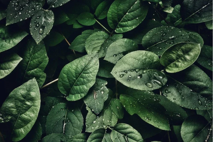 Close-up photography of leaves with droplets