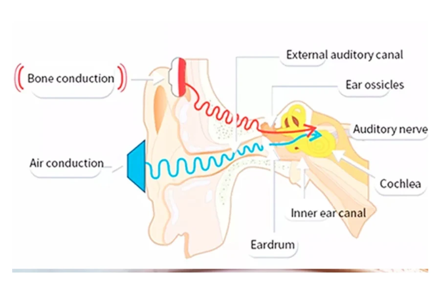 diagrama del oído interno que muestra la diferencia entre cómo los auriculares de conducción ósea y de conducción aérea llevan el sonido al oído