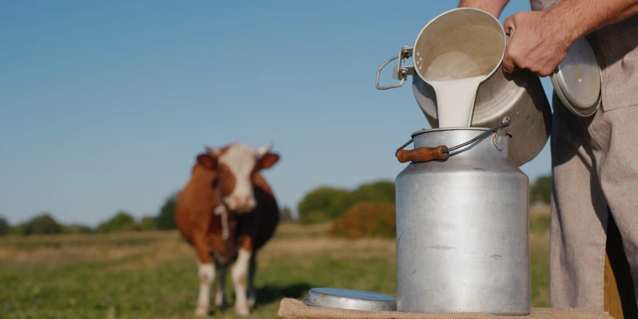 A farmer pouring raw milk into a container