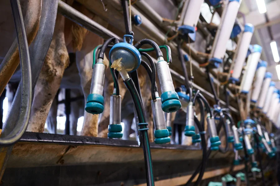 pipeline milking machines at a dairy farm