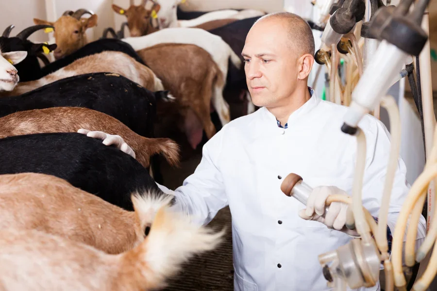 worker at a cow milking plant