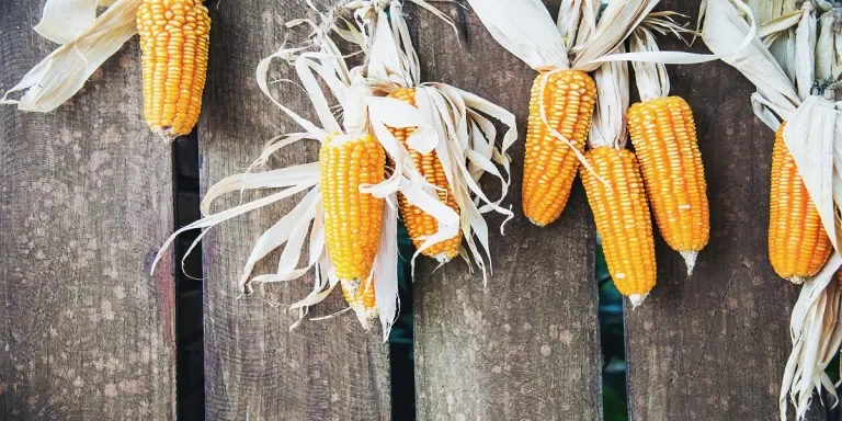 5 tips for choosing the best maize sheller machine