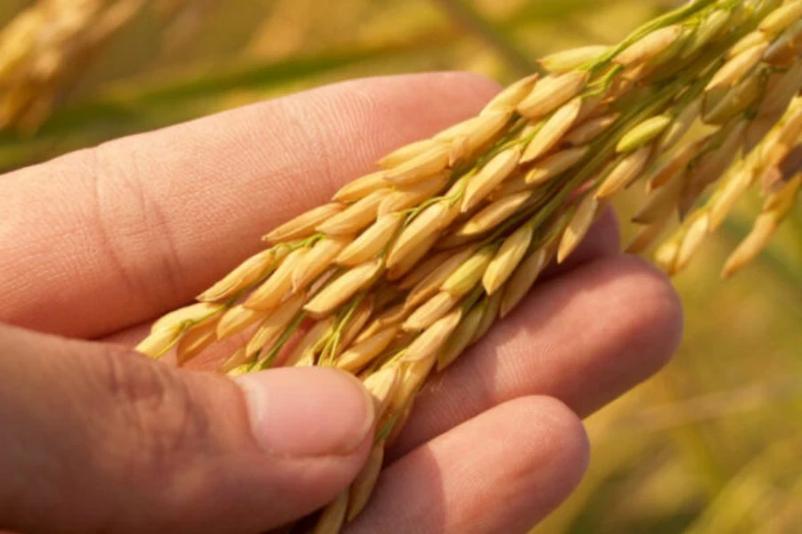 Un tallo de arroz del que se deriva el salvado de arroz.