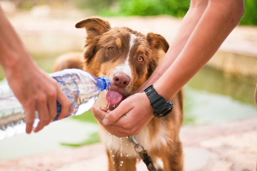 Dog drinking from bottle