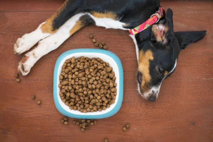 Dog laying next to food bowl