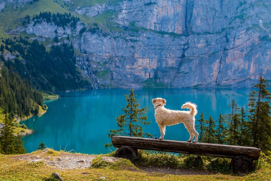 Dog looking at mountain lake