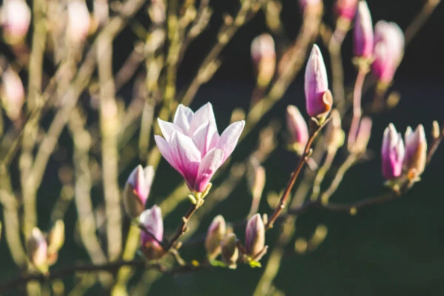 Frische Magnolienblüten werden zur Herstellung von Parfüms verwendet