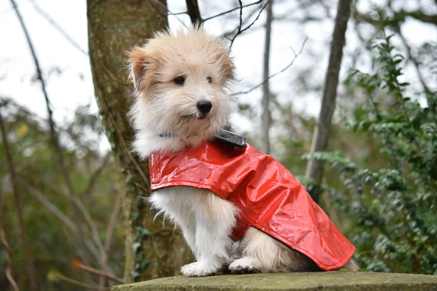 Piccolo cane bianco che indossa un cappotto rosso