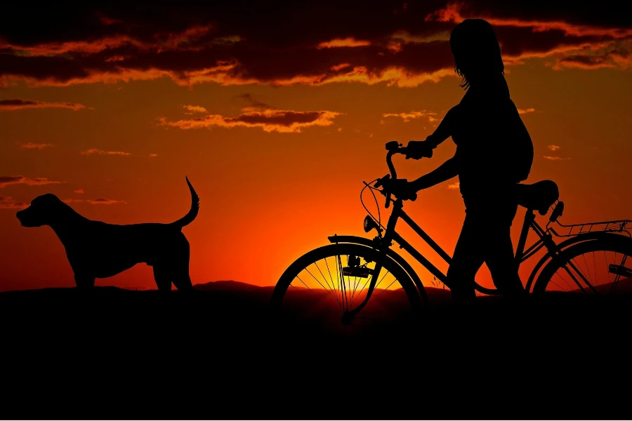 Силуэт заката велосипедиста и собаки