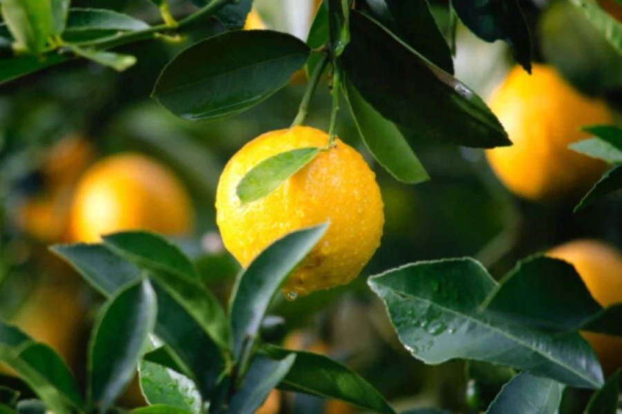 Frutos de yuzu en un árbol