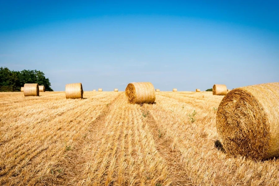 Several round bales ready for collection