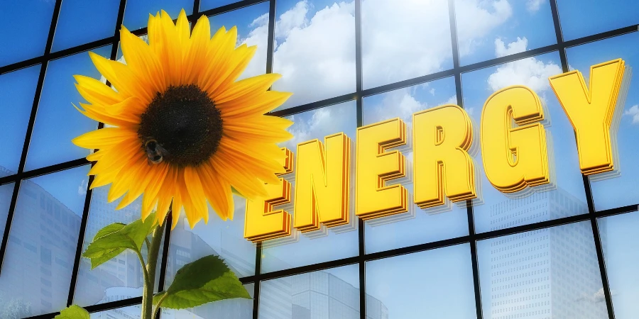 Sunflower and energy