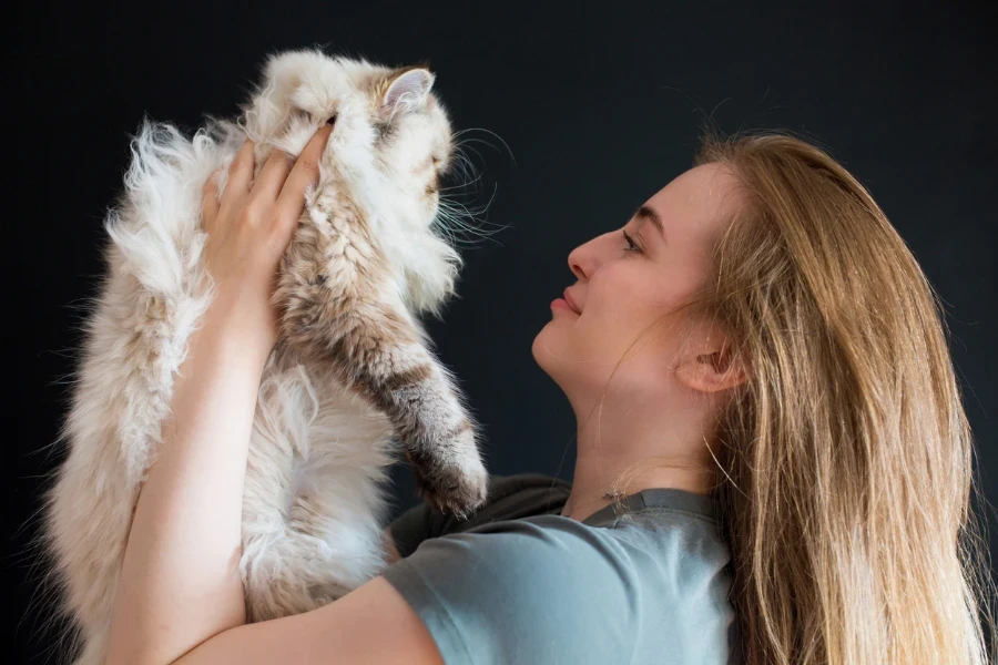 Ein junges hübsches blondes Mädchen hält eine Perserkatze auf ihren ausgestreckten Armen