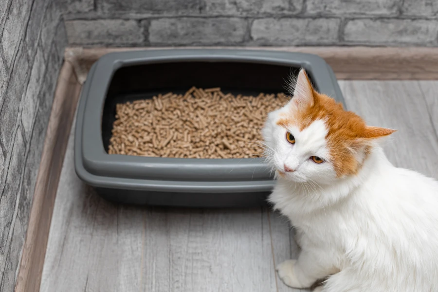 domestic cat on the background of the cat litter box