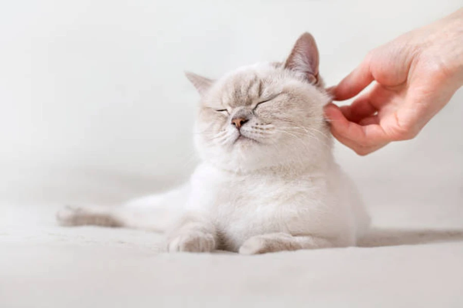 white cat being scratched behind ear