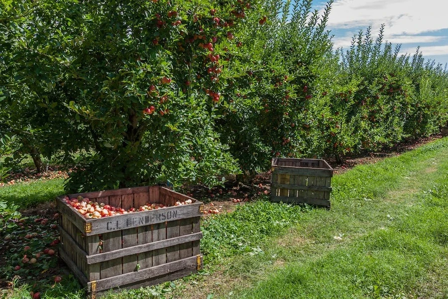 Mit Äpfeln gefüllte Holzkisten