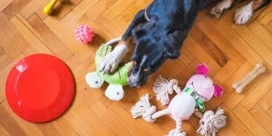 A dog playing with a toy