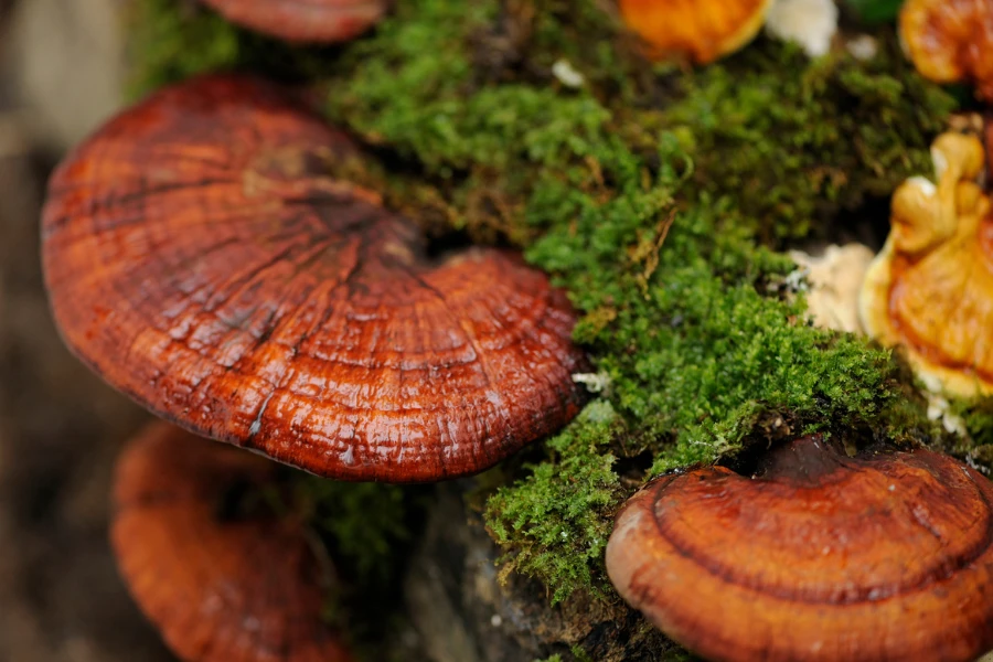 a photo of a tree stump with growing reishi mushrooms