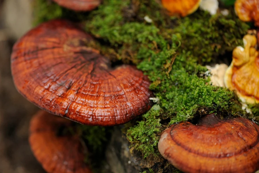 foto tunggul pohon yang sedang tumbuh jamur reishi