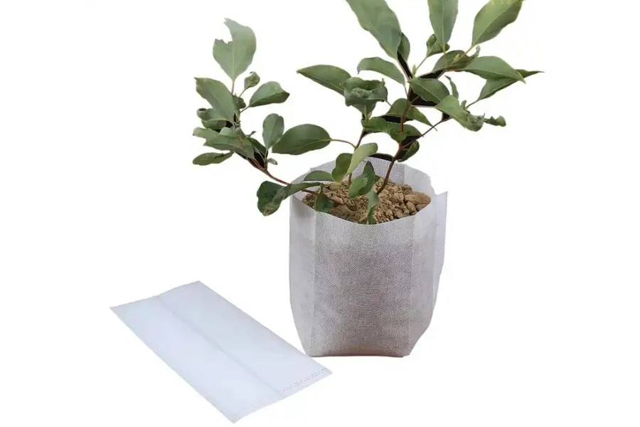 A plant growing in a white biodegradable grow bag
