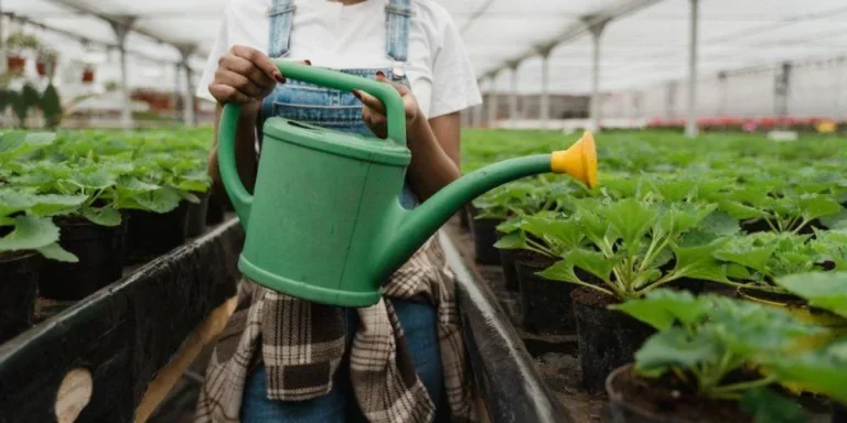 A woman watering plants in grow bags