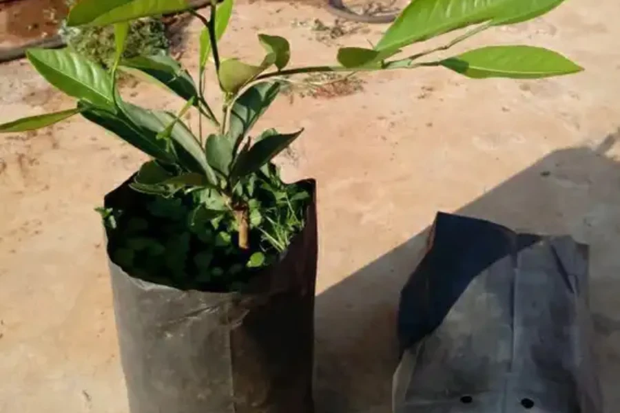 Growing plants inside a plastic grow bag