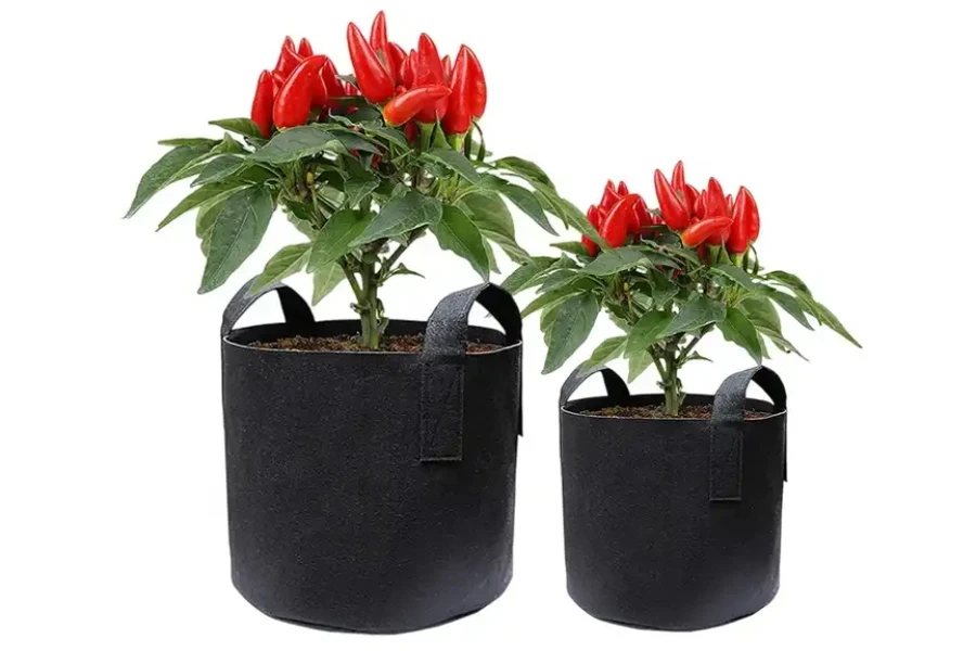 Plantas de pimenta crescendo dentro de sacos de cultivo inteligentes