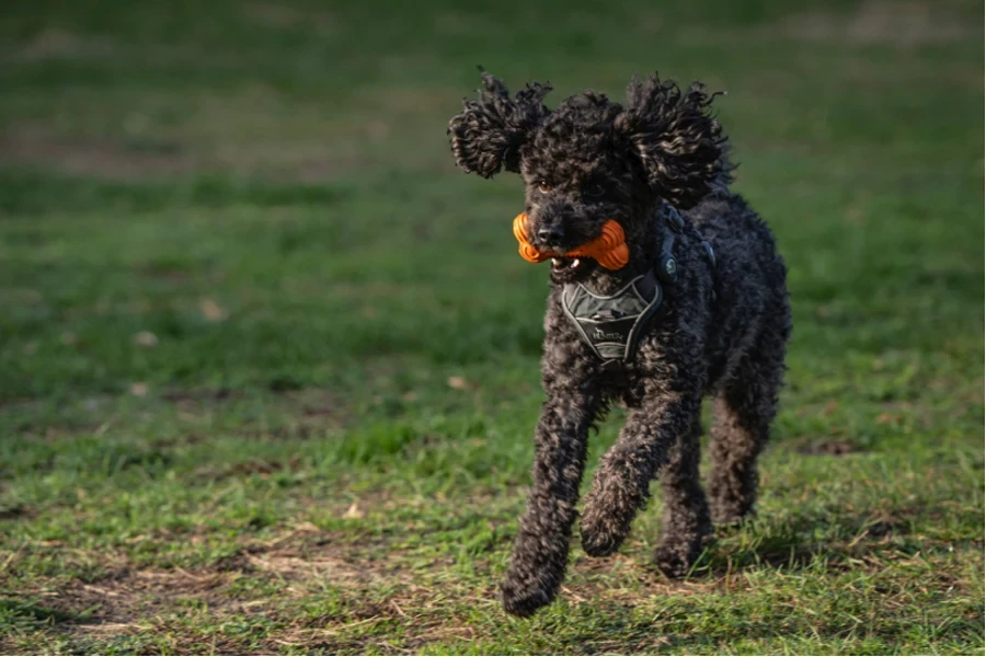 perro masticar juguete