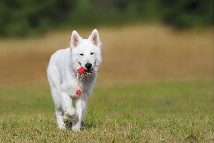 dog chew toy