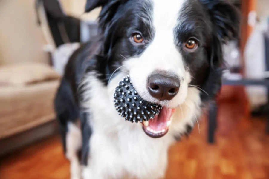 jouet à mâcher pour chien