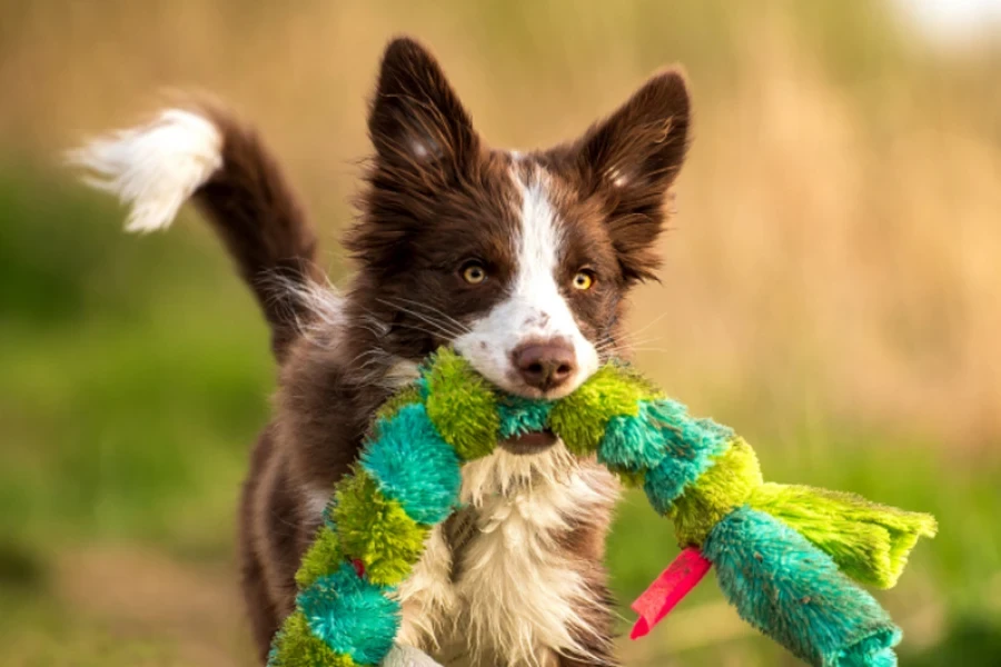 dog chew toy