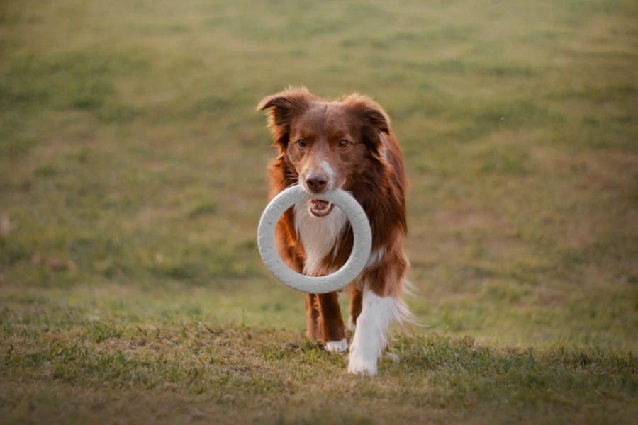 dog chew toy