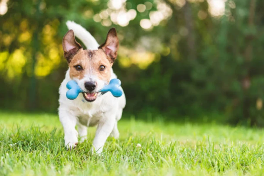 jouet à mâcher pour chien