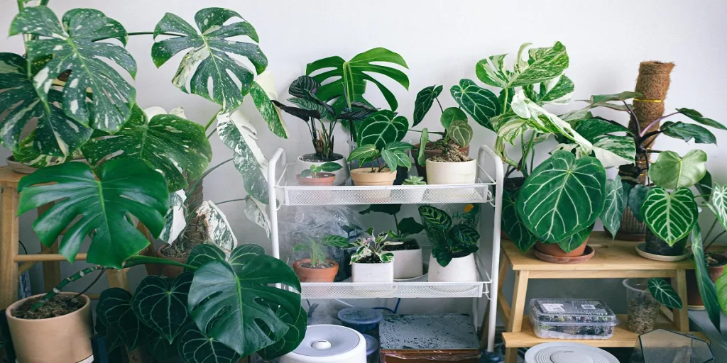 7 essential products for thriving indoor live plants