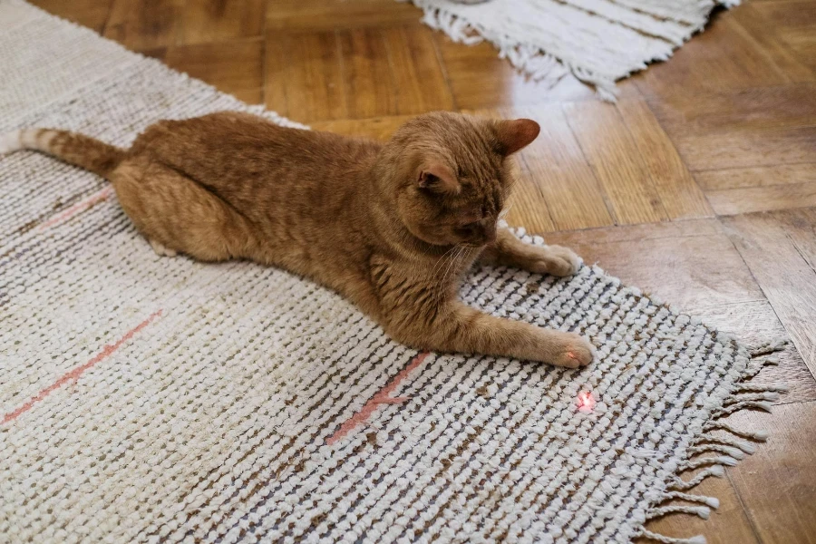 Un gato naranja jugando con un puntero láser.