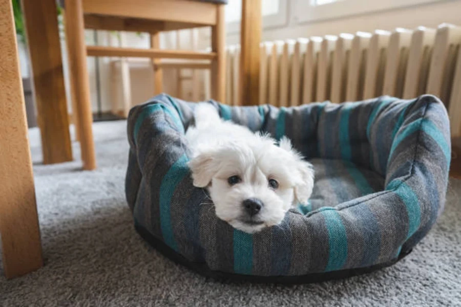 cama do cão