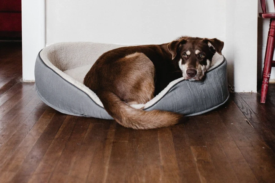 dog bed