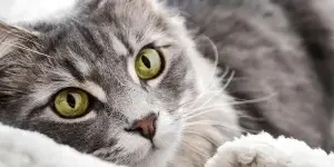 15-cat-products-every-cat-owner-is-buying-in-2022
