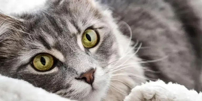 15-cat-products-every-cat-owner-is-buying-in-2022