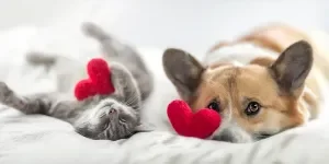 6-amazing-pet-products-what-you-need-for-national