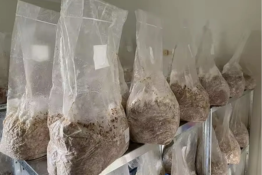 Les sacs de culture de mycélium de champignon à soufflet autoclavables d'épaisseur de 10524 pouces 10LBS 0.08 mm