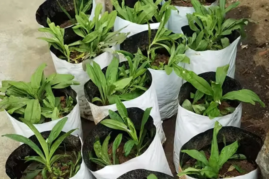 Les sacs de culture en plastique LDPE de 2 gallons pour plantes