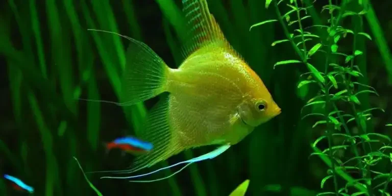 Аквариум-аксессуары-выберите-идеальный-вариант