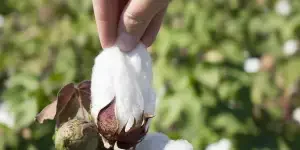 better-cotton-aligns-with-un-initiative-to-empowe