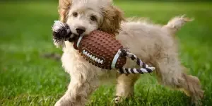 canine-chewables-top-dog-toys-taking-2024-by-storm