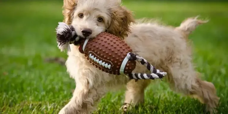 canine-chewables-top-dog-toys-taking-2024-by-storm