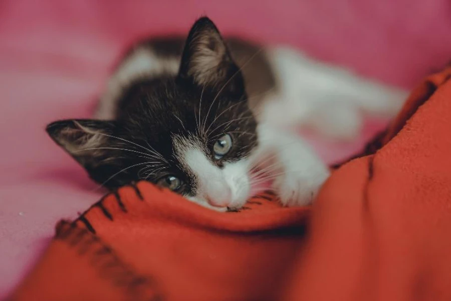 Gato em manta de caxemira laranja