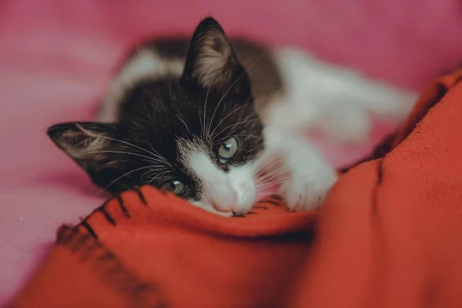 Gatto su coperta in cashmere arancione