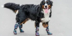 dog boots